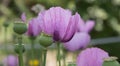 Opium poppy, Papaver somniferum, close-up pink flowers and buds Royalty Free Stock Photo